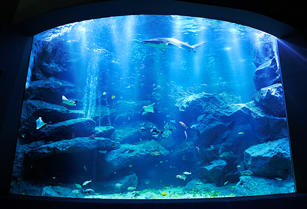 東京スカイツリーにある水族館「すみだ水族館」の写真