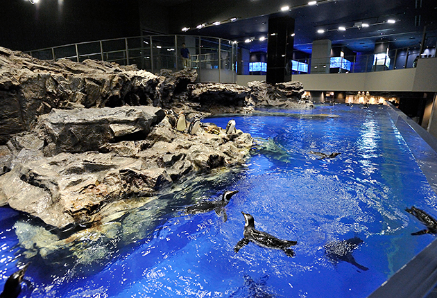 東京スカイツリーにある水族館「すみだ水族館」の写真