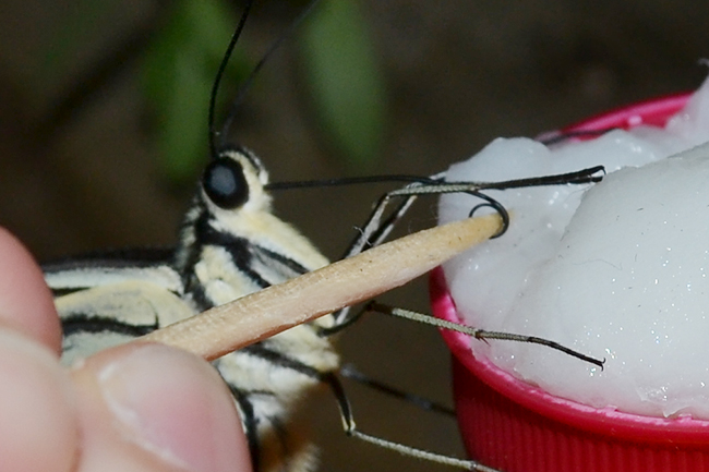 手軽で世話いらず でも大きな変化が自由研究にもぴったり アゲハチョウ ナミアゲハ の幼虫の飼育と羽化 キッズイベント