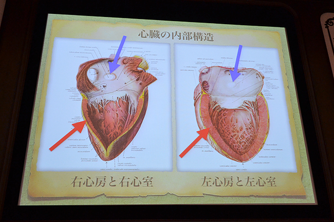 子供と一緒に私たちの体「人体」について学ぼう！NHKスペシャル「人体〜神秘の巨大ネットワーク〜」と連動、ダ・ヴィンチから最先端技術を駆使して探る “人体” の謎！特別展「人体－神秘への挑戦－」が2018年3月13日（火）〜6月17日（日）まで、国立科学博物館で開催！