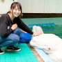 ベルーガとのふれあい体験