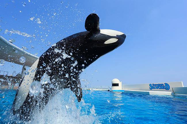 子供たち大喜び！シャチ、ベルーガのパフォーマンスも必見！海の生き物たちと出会える場所「鴨川シーワールド」。水族館に宿泊できるイベントも！