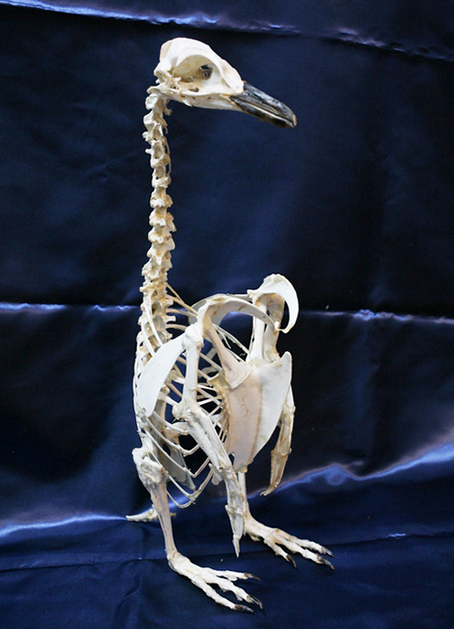 子供の知的好奇心をくすずる標本に触れる博物館「Think Square（シンクスクエア）」で2018年5月7日（月）〜13日（日）、ワニやペンギンなどの海・川と陸の双方を生活圏にする生き物の標本を展示する「水陸両用の生き物展」を開催！