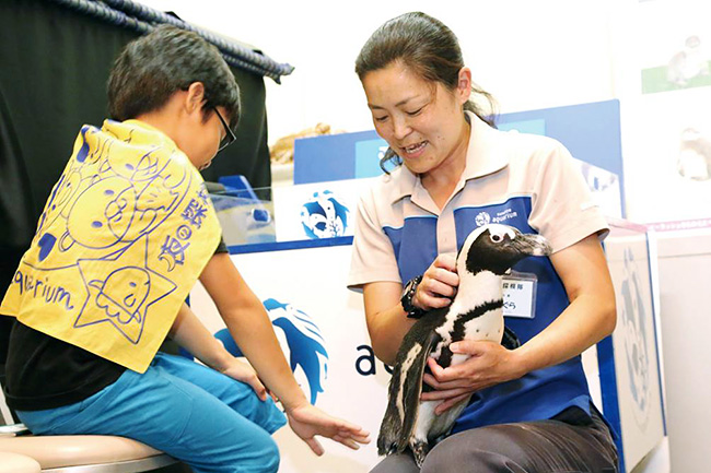 親子の参加者募集！ 2018年夏休みにサンシャイン水族館に泊まって水族館の裏側や夜の水族館見学ができる、子供たちに大人気のイベント「夜の探検隊 〜サンシャイン水族館に泊まろう！〜」が開催！2018年6月11日（月）〜24日（日）まで応募受付！昼間と違う生物の様子を親子で観察しよう！