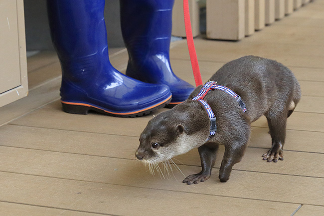 親子の参加者募集！ 2018年夏休みにサンシャイン水族館に泊まって水族館の裏側や夜の水族館見学ができる、子供たちに大人気のイベント「夜の探検隊 〜サンシャイン水族館に泊まろう！〜」が開催！2018年6月11日（月）〜24日（日）まで応募受付！昼間と違う生物の様子を親子で観察しよう！