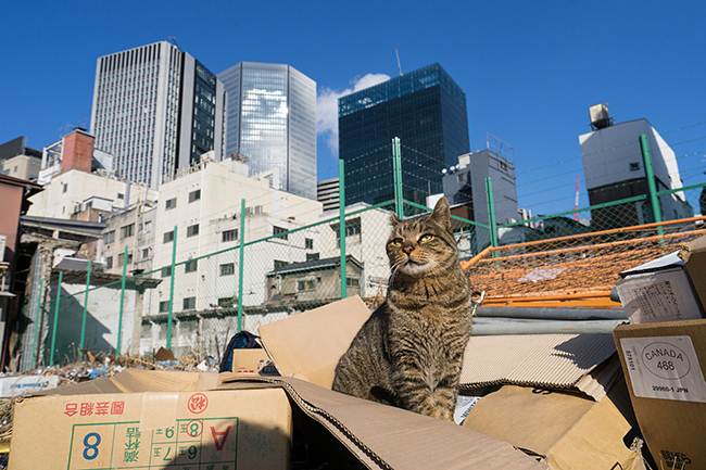 子供も大人も大好きな猫（ねこ）をテーマとした大規模写真展「横浜赤レンガ倉庫ねこ写真展2018」が、2018年7月11日（水）〜7月17日（火）まで、横浜赤レンガ倉庫1号館2階にて開催！