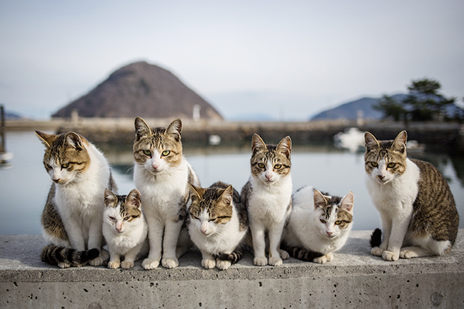 子供も大人も大好きな猫（ねこ）をテーマとした大規模写真展「横浜赤レンガ倉庫ねこ写真展2018」が、2018年7月11日（水）〜7月17日（火）まで、横浜赤レンガ倉庫1号館2階にて開催！