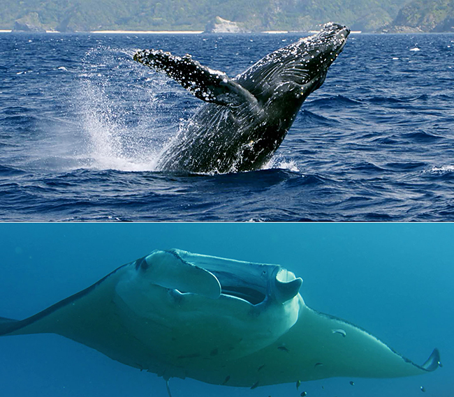 At the Roppongi Hills Observatory "Tokyo City View", it is perfect for children's learning from July 13 (Fri) to September 2 (Sun) in 2018, moving whales, tuna, global warming, etc. to the living Earth Event "Ocean Earth Museum 2018" holding the digital globe "Touching Earth" showing the appearance of the sea! Events and workshops too!