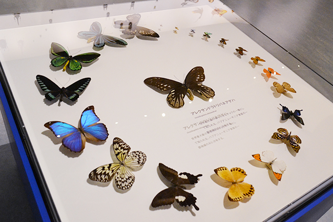 A large scale exhibition of the National Science Museum's first insect theme, a special exhibition "insect" will be held from Friday, July 13, 2018! I went to a special exhibition "insects"! Recommended insect exhibition that you can understand insect diversity, ability and charm well. This summer vacation, recommended for children as well as insect mania!