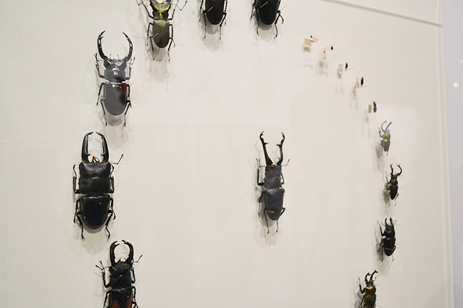 A large scale exhibition of the National Science Museum's first insect theme, a special exhibition "insect" will be held from Friday, July 13, 2018! I went to a special exhibition "insects"! Recommended insect exhibition that you can understand insect diversity, ability and charm well. This summer vacation, recommended for children as well as insect mania!