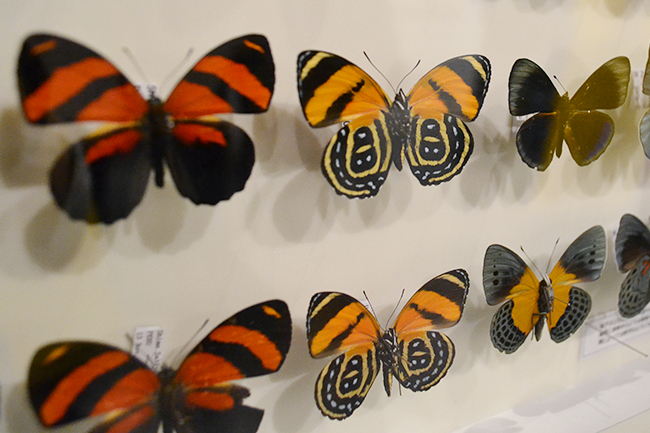 A large scale exhibition of the National Science Museum's first insect theme, a special exhibition "insect" will be held from Friday, July 13, 2018! I went to a special exhibition "insects"! Recommended insect exhibition that you can understand insect diversity, ability and charm well. This summer vacation, recommended for children as well as insect mania!