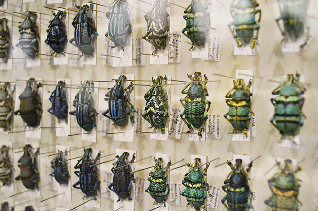 国立科学博物館 初の昆虫をテーマとした大規模展覧会、特別展「昆虫」が2018年7月13日（金）から開催！特別展「昆虫」に行ってきました！昆虫の多様性、能力、魅力がよくわかるおすすめの昆虫展。この夏休み、子供たちはもちろん昆虫マニアにもおすすめ！