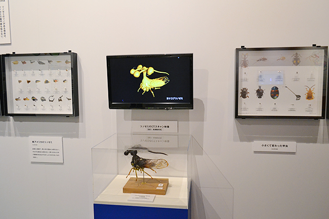 A large scale exhibition of the National Science Museum's first insect theme, a special exhibition "insect" will be held from Friday, July 13, 2018! I went to a special exhibition "insects"! Recommended insect exhibition that you can understand insect diversity, ability and charm well. This summer vacation, recommended for children as well as insect mania!