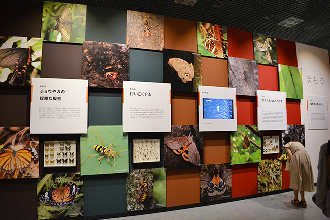 A large scale exhibition of the National Science Museum's first insect theme, a special exhibition "insect" will be held from Friday, July 13, 2018! I went to a special exhibition "insects"! Recommended insect exhibition that you can understand insect diversity, ability and charm well. This summer vacation, recommended for children as well as insect mania!