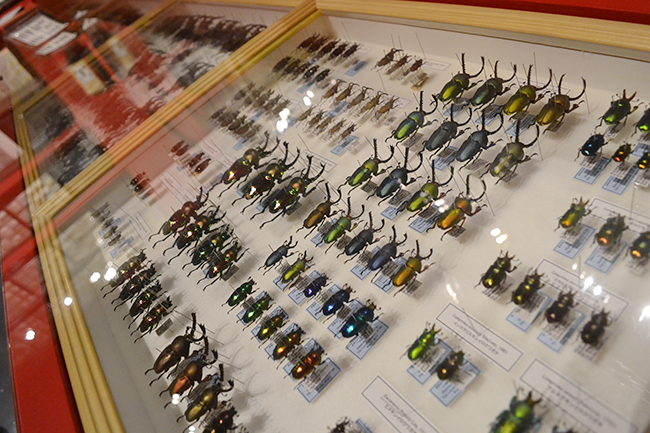 国立科学博物館 初の昆虫をテーマとした大規模展覧会、特別展「昆虫」が2018年7月13日（金）から開催！特別展「昆虫」に行ってきました！昆虫の多様性、能力、魅力がよくわかるおすすめの昆虫展。この夏休み、子供たちはもちろん昆虫マニアにもおすすめ！