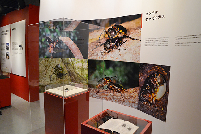 国立科学博物館 初の昆虫をテーマとした大規模展覧会、特別展「昆虫」が2018年7月13日（金）から開催！特別展「昆虫」に行ってきました！昆虫の多様性、能力、魅力がよくわかるおすすめの昆虫展。この夏休み、子供たちはもちろん昆虫マニアにもおすすめ！