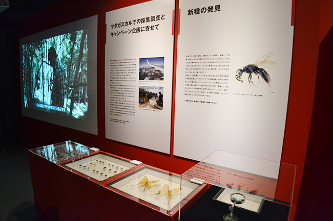 国立科学博物館 初の昆虫をテーマとした大規模展覧会、特別展「昆虫」が2018年7月13日（金）から開催！特別展「昆虫」に行ってきました！昆虫の多様性、能力、魅力がよくわかるおすすめの昆虫展。この夏休み、子供たちはもちろん昆虫マニアにもおすすめ！