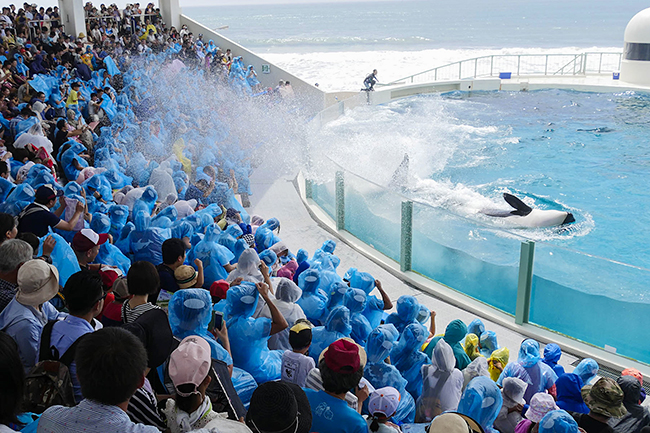 鴨川シーワールドでは2018年7月14日（土）〜8月31日（金）の期間「鴨川シーワールド 2018 年サマーイベント」を開催！夜の水族館イベントや、憧れのトレーナー体験など、子供たちが喜ぶイベントが盛りだくさん！