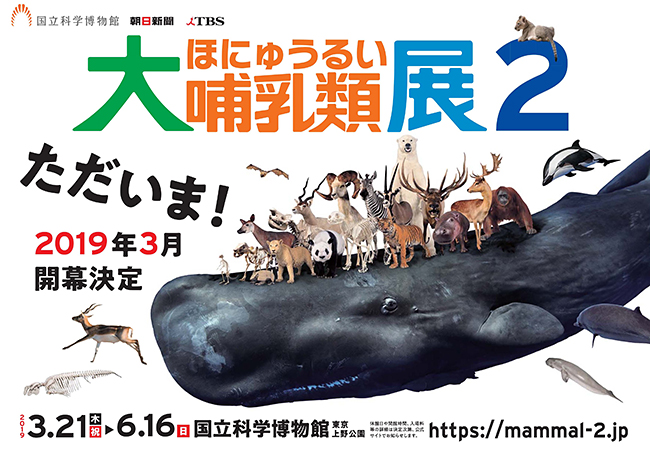 2019年3月21日（木・祝）〜6月16日（日）まで、国立科学博物館（東京・上野公園）で特別展「大哺乳類展２」が開催！ 大好評を博した特別展「大哺乳類展 陸のなかまたち／海のなかまたち」から9年、哺乳類たちが上野に帰ってきます！