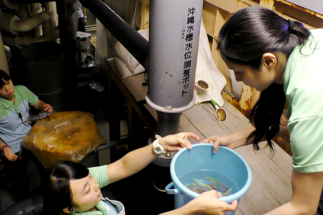 サンシャイン水族館では気持ちよく新年を迎えるため、年の瀬が迫る2018年12月3日（月）・6日（木）・10日（月）・14日（金）・17日（月）に水槽の大掃除「水槽ピカピカ大作戦！」を実施！解説員が水槽前で生物や作業の内容を子供たちにもわかりやすく紹介！