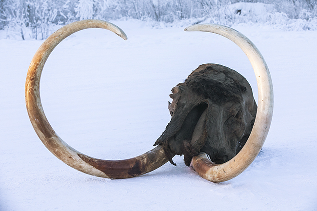 From June 7 (Fri) to November 4 (Mon, Taki), 2019, the "Mammos Exhibition" will be held at the Museum of Emerging Science and Innovation! The world premiere of frozen specimens of a large number of newly discovered archaeological animals including “Yukagill mammoth” which was exhibited at the 2005 World Exposition “Aichi Earth Expo” and was enthusiastic 7 million people! We talked with Mr. Yoichi Kondo, director of Lake Nojiri Naumanzou Museum, who oversaw paleontological biology about the highlights of the “Mammoth Exhibition”, the cause of the mammoth extinction, and the resurgence of the mammoth! "Mammoth exhibition" is an exhibition that you want to see together with your children and discuss them in various ways!