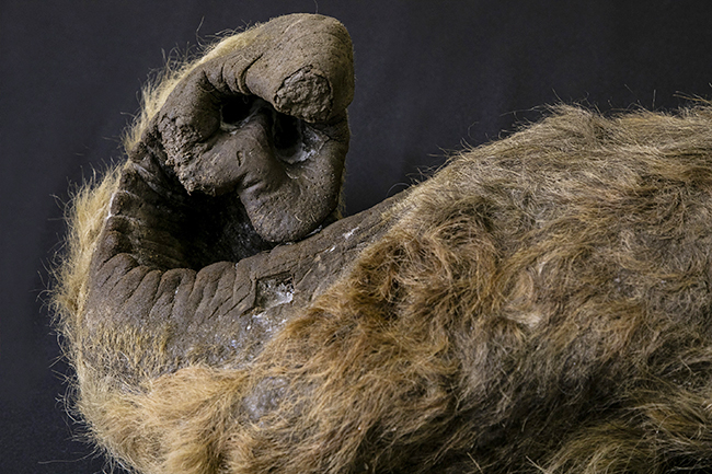 子供達も興味津々！ 永久凍土で新しく発掘されたマンモスと数々の古生物の冷凍標本を世界初展示する企画展「マンモス展」が2019年6月7日（金）〜11月4日（月・祝）まで日本科学未来館で開催！子供と一緒に学びたい、絶滅種の復活や古生物を取り巻くの先端の生命科学研究も紹介！「古代仔ウマ」完全体冷凍標本の世界初公開！マツコ・デラックスさんが「マンモス展」のイメージキャラクター！