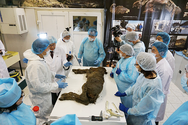 子供達も興味津々！ 永久凍土で新しく発掘されたマンモスと数々の古生物の冷凍標本を世界初展示する企画展「マンモス展」が2019年6月7日（金）〜11月4日（月・祝）まで日本科学未来館で開催！子供と一緒に学びたい、絶滅種の復活や古生物を取り巻くの先端の生命科学研究も紹介！「古代仔ウマ」完全体冷凍標本の世界初公開！マツコ・デラックスさんが「マンモス展」のイメージキャラクター！