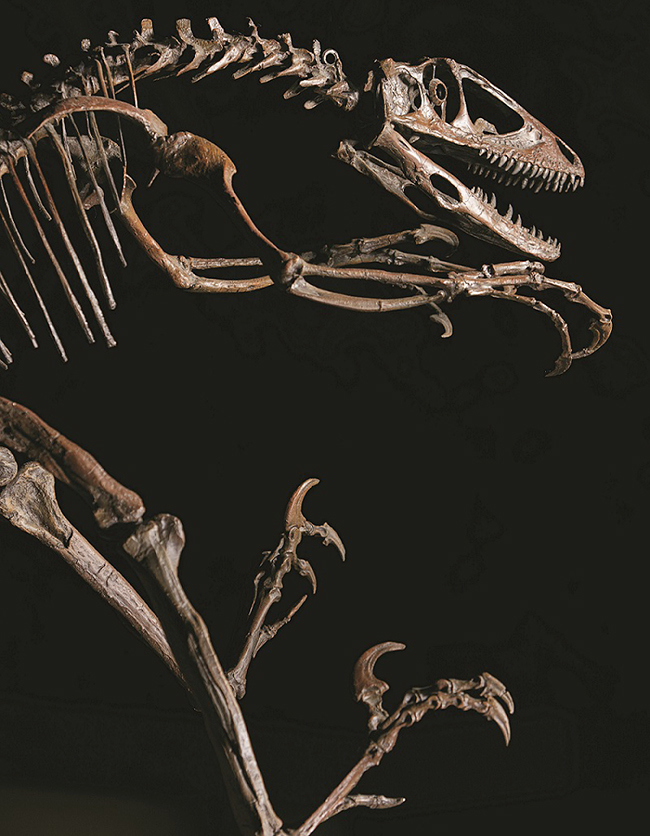 謎の恐竜 “デイノケイルス” の実物化石と全身復元骨格が世界初公開される特別展「恐竜博2019」が、2019年7月13日（土）〜10月14日（月・祝）まで国立科学博物館で開催！子供たちが大好きな恐竜展。過去50年から現在、近未来の恐竜研究を紹介！