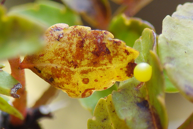 子供たちが大好きな虫、昆虫、蝶の仲間のアゲハチョウ（ナミアゲハ）の飼育、飼い方、越冬、冬眠の方法。今回は自然にまかせて、屋外でアゲハチョウの蛹の越冬に挑戦！