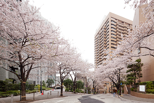 2019年4月5日（金）〜7日（日）に「アークヒルズ さくらまつり 2019」が開催！子供たちが参加できる体験型ワークショップや音楽パフォーマンス、グルメ屋台など五感で楽しめるさまざまななイベントを実施。お花見も！