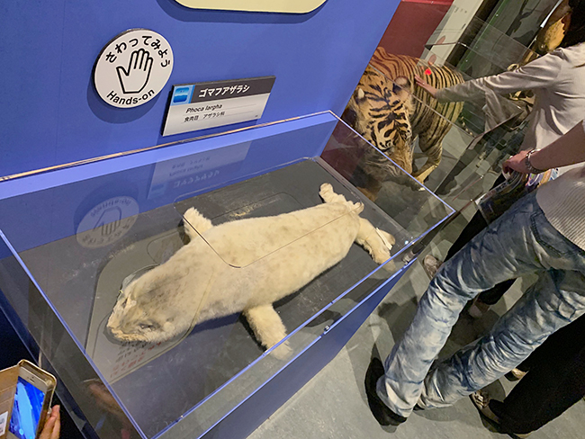 2019年6月16日（日）まで国立科学博物館で開催中の、子供たちが大好きな動物たちがたくさん見られる特別展「大哺乳類展２―みんなの生き残り作戦」に行ってきました！ 動物が生き残るために獲得した特徴的な能力と姿形、動きを、500点以上もの剥製や骨格標本、最新映像から紹介！「哺乳類の大行進」は必見！春休みやゴールデンウィーク（GW）に、家族で、じぃじやばぁばと一緒に、大人も子供も楽しめます！