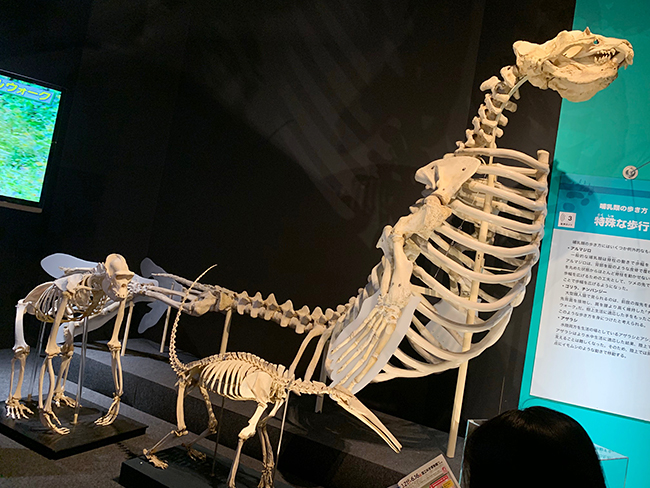 2019年6月16日（日）まで国立科学博物館で開催中の、子供たちが大好きな動物たちがたくさん見られる特別展「大哺乳類展２―みんなの生き残り作戦」に行ってきました！ 動物が生き残るために獲得した特徴的な能力と姿形、動きを、500点以上もの剥製や骨格標本、最新映像から紹介！「哺乳類の大行進」は必見！春休みやゴールデンウィーク（GW）に、家族で、じぃじやばぁばと一緒に、大人も子供も楽しめます！