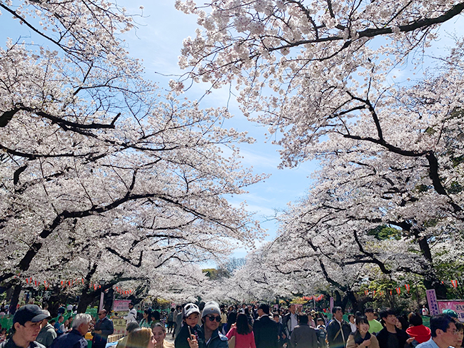 20190405_report_ueno_sakura