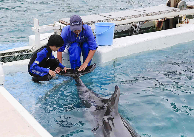 鴨川シーワールド（千葉県鴨川市）では、2019年6月8日（土）〜7月7日（日）の土・日に小学校5・6年生の子供たちを対象としたイルカトレーナーの職業体験プログラム「ジュニアトレーナー」を開催！参加者募集！イルカの生態のレクチャー、イルカとのふれあい体験やエサづくり、エサやり体験、健康管理のための心拍測定体験等、日々トレーナーが行なっている業務を子供たちが体験できます。ベルーガとのふれあい体験も！