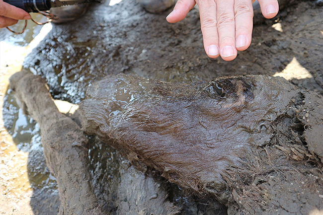 From June 7 (Fri) to November 4 (Mon, Taki), 2019, the "Mammos Exhibition" will be held at the Museum of Emerging Science and Innovation! The world premiere of frozen specimens of a large number of newly discovered archaeological animals including “Yukagill mammoth” which was exhibited at the 2005 World Exposition “Aichi Earth Expo” and was enthusiastic 7 million people! We talked with Mr. Yoichi Kondo, director of Lake Nojiri Naumanzou Museum, who oversaw paleontological biology about the highlights of the “Mammoth Exhibition”, the cause of the mammoth extinction, and the resurgence of the mammoth! "Mammoth exhibition" is an exhibition that you want to see together with your children and discuss them in various ways!