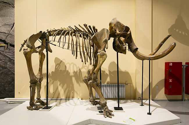 From June 7 (Fri) to November 4 (Mon, Taki), 2019, the "Mammos Exhibition" will be held at the Museum of Emerging Science and Innovation! The world premiere of frozen specimens of a large number of newly discovered archaeological animals including “Yukagill mammoth” which was exhibited at the 2005 World Exposition “Aichi Earth Expo” and was enthusiastic 7 million people! We talked with Mr. Yoichi Kondo, director of Lake Nojiri Naumanzou Museum, who oversaw paleontological biology about the highlights of the “Mammoth Exhibition”, the cause of the mammoth extinction, and the resurgence of the mammoth! "Mammoth exhibition" is an exhibition that you want to see together with your children and discuss them in various ways!