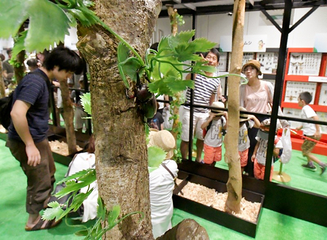 子どもたちが大好きな昆虫に、見て触れて知ることができる東京スカイツリータウン夏恒例のイベント「大昆虫展 in 東京スカイツリータウン 〜知ってビックリ！昆虫のすごい世界〜」が、2022年7月23日（土）〜9月4日（日）に開催！カブトムシとの触れ合いや昆虫食も！夏休みの自由研究にも！