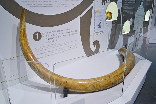 2019年6月7日（金）から日本科学未来館で企画展「マンモス展」-その『生命』は蘇るのか- が開催！ 前日に行なわれたプレス内覧会に行ってきました！マンモスをはじめ近年発掘された古代仔ウマなど世界初公開の古生物の冷凍標本が展示、その生々しさには驚きます！近畿大学の最先端生命科学による「マンモス復活プロジェクト」も合成生物学の方向へ！マンモス絶滅の原因やマンモス復活についてよくわかる展覧会です。夏休みの自由研究にも最適。