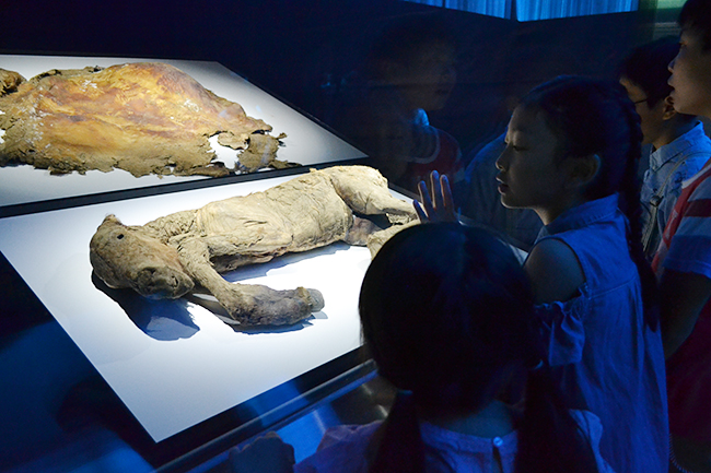 2019年6月7日（金）から日本科学未来館で企画展「マンモス展」-その『生命』は蘇るのか- が開催！ 前日に行なわれたプレス内覧会に行ってきました！マンモスをはじめ近年発掘された古代仔ウマなど世界初公開の古生物の冷凍標本が展示、その生々しさには驚きます！近畿大学の最先端生命科学による「マンモス復活プロジェクト」も合成生物学の方向へ！マンモス絶滅の原因やマンモス復活についてよくわかる展覧会です。夏休みの自由研究にも最適。