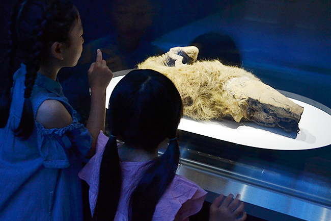 Planning exhibition "Mammoth Exhibition"-Will the "Life" be restored from June 7th, 2019 (Fri), Japan! I went to the press preview that took place the day before! Frozen specimens of paleoorganisms such as mammoths and the world's first public exhibits such as the ancient foal excavated in recent years are on display, and you will be amazed at the freshness! The “Mammos Revival Project” by Kinki University's cutting-edge life sciences will be directed to synthetic biology! It is an exhibition that understands well the causes of Mammoth extinction and the resurgence of Mammoth. Ideal for free research on summer vacation.