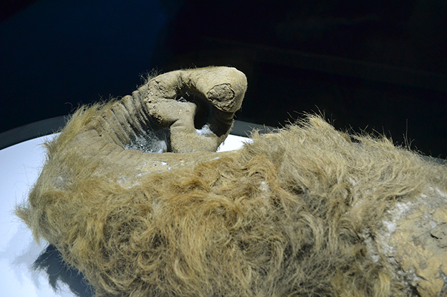 2019年6月7日（金）から日本科学未来館で企画展「マンモス展」-その『生命』は蘇るのか- が開催！ 前日に行なわれたプレス内覧会に行ってきました！マンモスをはじめ近年発掘された古代仔ウマなど世界初公開の古生物の冷凍標本が展示、その生々しさには驚きます！近畿大学の最先端生命科学による「マンモス復活プロジェクト」も合成生物学の方向へ！マンモス絶滅の原因やマンモス復活についてよくわかる展覧会です。夏休みの自由研究にも最適。