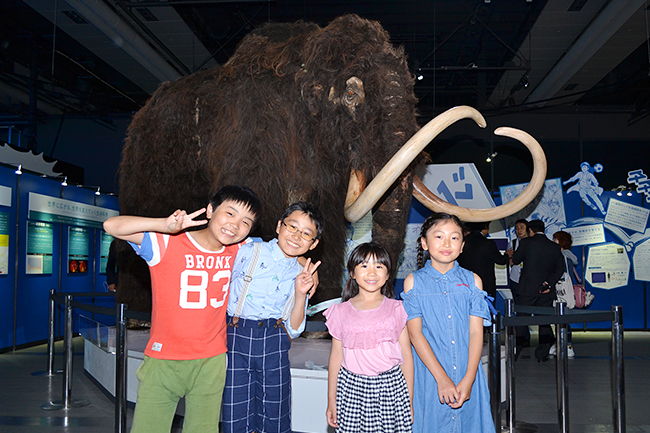 2019年6月7日（金）から日本科学未来館で企画展「マンモス展」-その『生命』は蘇るのか- が開催！ 前日に行なわれたプレス内覧会に行ってきました！マンモスをはじめ近年発掘された古代仔ウマなど世界初公開の古生物の冷凍標本が展示、その生々しさには驚きます！近畿大学の最先端生命科学による「マンモス復活プロジェクト」も合成生物学の方向へ！マンモス絶滅の原因やマンモス復活についてよくわかる展覧会です。夏休みの自由研究にも最適。