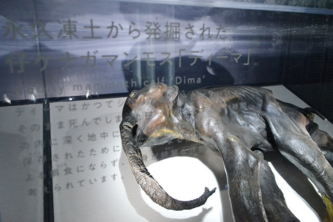 Planning exhibition "Mammoth Exhibition"-Will the "Life" be restored from June 7th, 2019 (Fri), Japan! I went to the press preview that took place the day before! Frozen specimens of paleoorganisms such as mammoths and the world's first public exhibits such as the ancient foal excavated in recent years are on display, and you will be amazed at the freshness! The “Mammos Revival Project” by Kinki University's cutting-edge life sciences will be directed to synthetic biology! It is an exhibition that understands well the causes of Mammoth extinction and the resurgence of Mammoth. Ideal for free research on summer vacation.