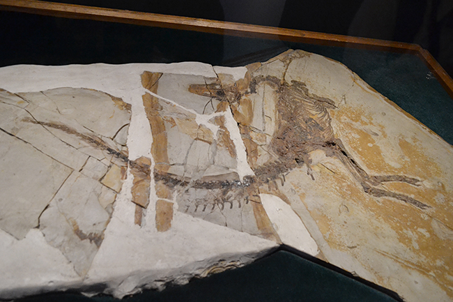 2019年7月13日（土）から国立科学博物館で特別展「恐竜博2019」開催！恐竜研究50年の歴史を重要標本で辿る特別展「恐竜博2019」に行ってきた！1969年発見の恐ろしいツメ「デイノニクス」から始まった恐竜研究50年の変遷を重要標本をたどるほか、謎の恐竜「デイノケイルス」、北海道で発見された「むかわ竜」を世界初公開！恐竜好きの子供たち大興奮の「恐竜博2019」、「恐竜博2019」は子供と一緒にお出かけするのにオススメ！