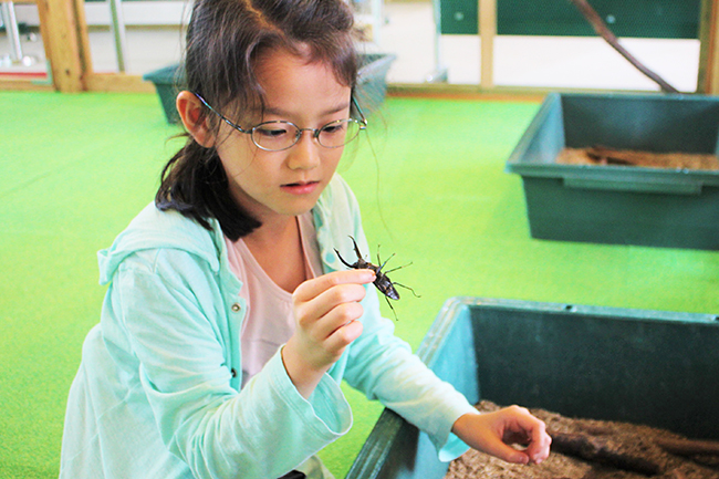 板橋区立熱帯環境植物館で2019年9月1日（日）まで「熱帯の昆虫と食虫植物」を開催！夏休みは小中学生の入館が無料！子供たちが大好きなヘラクレスオオカブトの展示をはじめ、東南アジアのカブトムシやクワガタとの触れあい、日本ではあまり見ることができない昆虫や食虫植物を間近で観察できます。夏休みの自由研究にも！