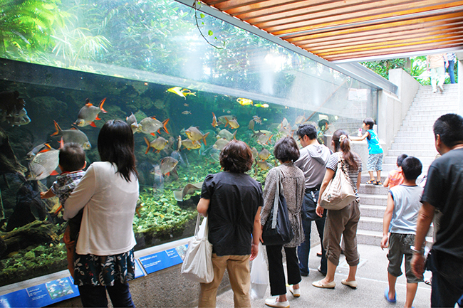 板橋区立熱帯環境植物館では2021年8月29日（日）まで「熱帯の昆虫と食虫植物」を開催！ヘラクレスオオカブトの展示をはじめ、東南アジアのカブトムシやクワガタとの触れあい、日本ではあまり見ることができない昆虫や食虫植物を間近で観察できます。しかも夏休み期間、中学生以下は入館無料！