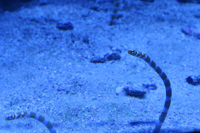 サンシャイン水族館では、海の生き物たちの「性」に関するコンテンツを体験できる夜のサンシャイン水族館「性いっぱい展」を2019年11月4日（月・振休）まで開催！生殖活動や育児の仕方はもちろん、性転換や雌雄同体、オスの出産など、生き物の不思議がいっぱい！