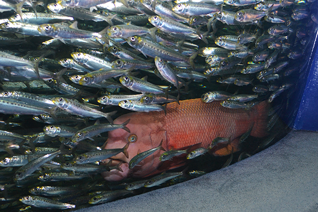 サンシャイン水族館では、海の生き物たちの「性」に関するコンテンツを体験できる夜のサンシャイン水族館「性いっぱい展」を2019年11月4日（月・振休）まで開催！生殖活動や育児の仕方はもちろん、性転換や雌雄同体、オスの出産など、生き物の不思議がいっぱい！