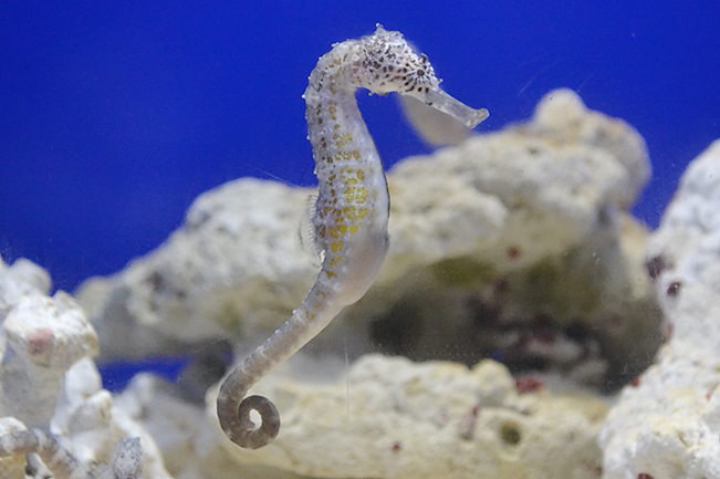 サンシャイン水族館では、海の生き物たちの「性」に関するコンテンツを体験できる夜のサンシャイン水族館「性いっぱい展」を2019年11月4日（月・振休）まで開催！生殖活動や育児の仕方はもちろん、性転換や雌雄同体、オスの出産など、生き物の不思議がいっぱい！