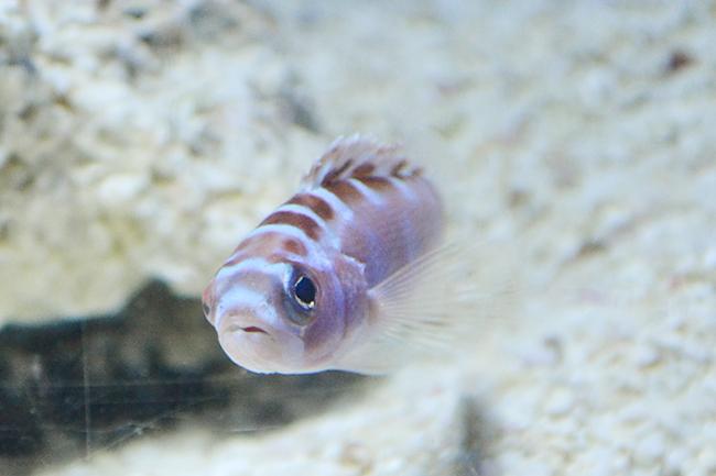 サンシャイン水族館では、海の生き物たちの「性」に関するコンテンツを体験できる夜のサンシャイン水族館「性いっぱい展」を2019年11月4日（月・振休）まで開催！生殖活動や育児の仕方はもちろん、性転換や雌雄同体、オスの出産など、生き物の不思議がいっぱい！